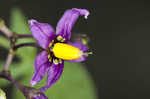 Climbing nightshade